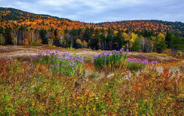 Gulin, Sylvia 아티스트의 USA-New Hampshire-New England field off of highway 302 with Autumn daisies and hillside backdrop wi작품입니다.